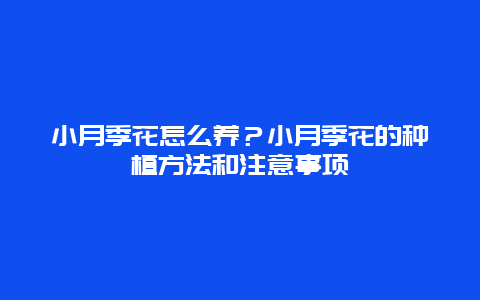 小月季花怎么养？小月季花的种植方法和注意事项