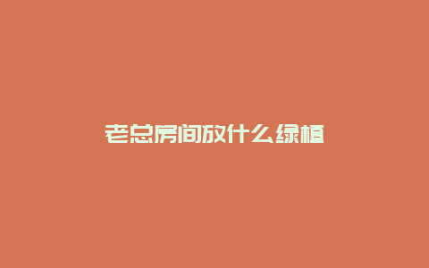 老总房间放什么绿植