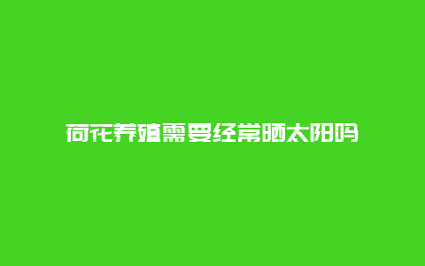 荷花养殖需要经常晒太阳吗