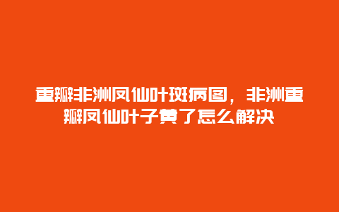 重瓣非洲凤仙叶斑病图，非洲重瓣凤仙叶子黄了怎么解决