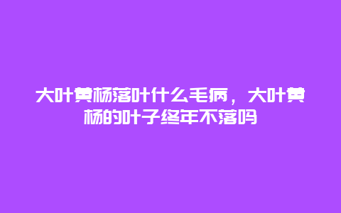 大叶黄杨落叶什么毛病，大叶黄杨的叶子终年不落吗