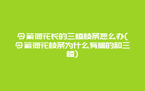 令箭荷花长的三棱枝条怎么办(令箭荷花枝条为什么有扁的和三棱)