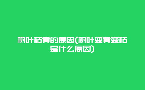 树叶枯黄的原因(树叶变黄变枯是什么原因)