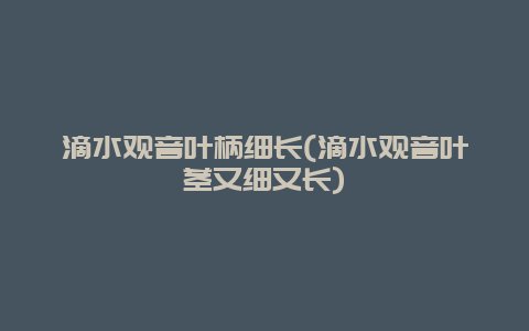 滴水观音叶柄细长(滴水观音叶茎又细又长)