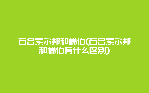 百合索尔邦和梯伯(百合索尔邦和梯伯有什么区别)