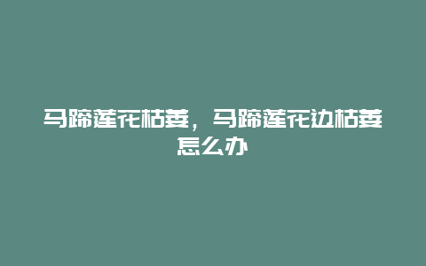 马蹄莲花枯萎，马蹄莲花边枯萎怎么办