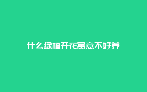 什么绿植开花寓意不好养