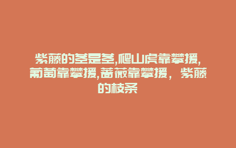 紫藤的茎是茎,爬山虎靠攀援,葡萄靠攀援,蔷薇靠攀援，紫藤的枝条