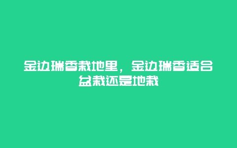 金边瑞香栽地里，金边瑞香适合盆栽还是地栽