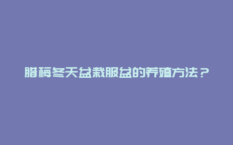 腊梅冬天盆栽服盆的养殖方法？