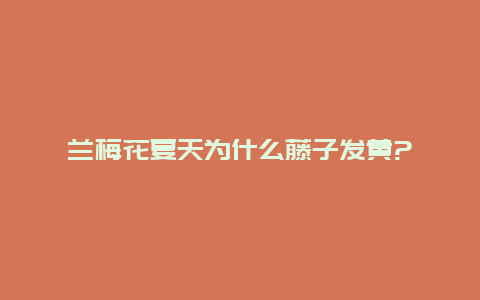 兰梅花夏天为什么藤子发黄?