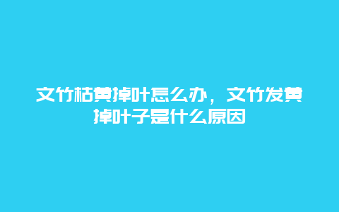 文竹枯黄掉叶怎么办，文竹发黄掉叶子是什么原因