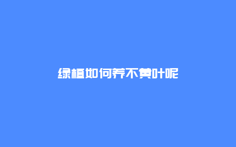 绿植如何养不黄叶呢