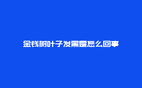 金钱树叶子发黑是怎么回事