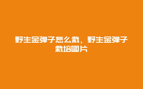 野生金弹子怎么栽，野生金弹子栽培图片