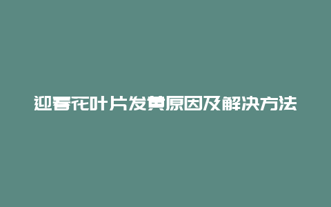 迎春花叶片发黄原因及解决方法