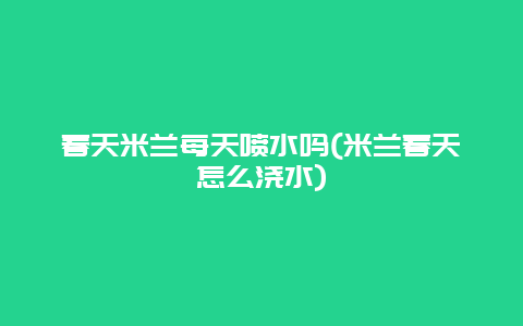 春天米兰每天喷水吗(米兰春天怎么浇水)