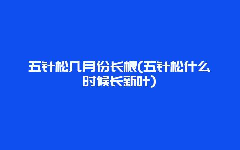 五针松几月份长根(五针松什么时候长新叶)