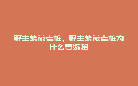 野生紫薇老桩，野生紫薇老桩为什么要嫁接