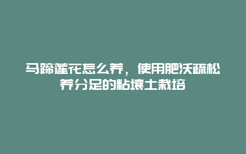 马蹄莲花怎么养，使用肥沃疏松养分足的粘壤土栽培