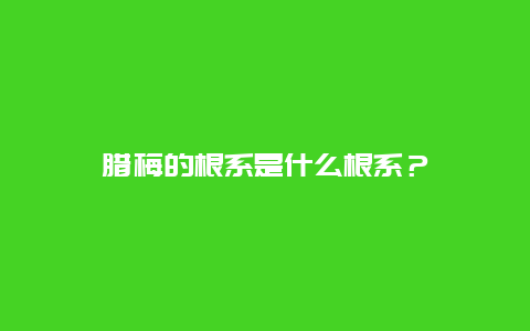 腊梅的根系是什么根系？