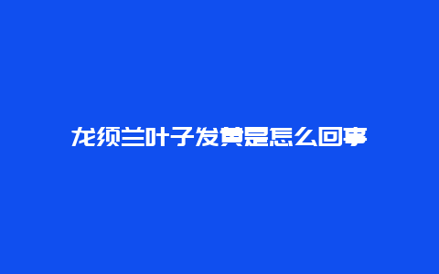 龙须兰叶子发黄是怎么回事