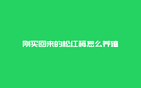 刚买回来的松红梅怎么养殖