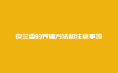 夜兰香的养殖方法和注意事项