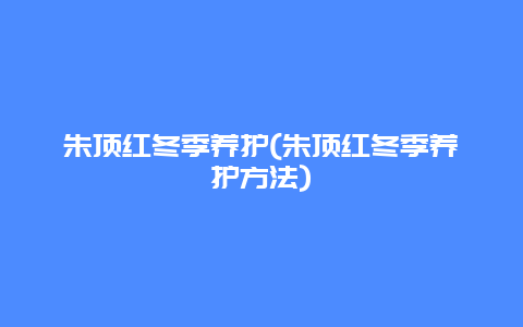 朱顶红冬季养护(朱顶红冬季养护方法)