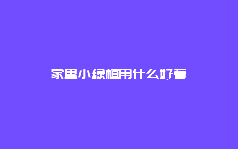 家里小绿植用什么好看