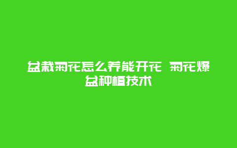 盆栽菊花怎么养能开花 菊花爆盆种植技术