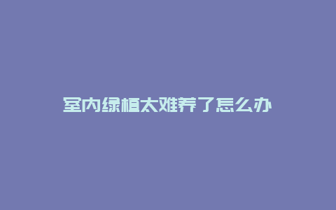 室内绿植太难养了怎么办