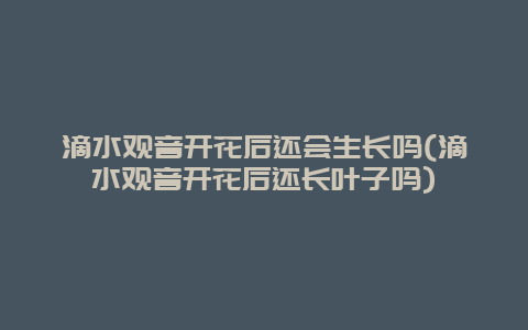 滴水观音开花后还会生长吗(滴水观音开花后还长叶子吗)