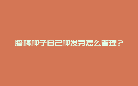 腊梅种子自己种发芽怎么管理？