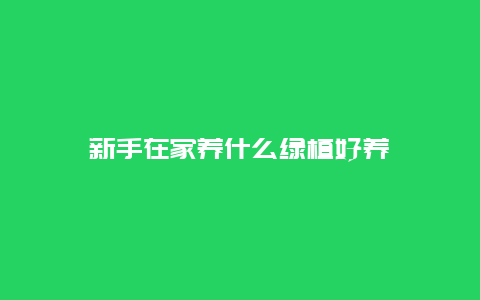 新手在家养什么绿植好养