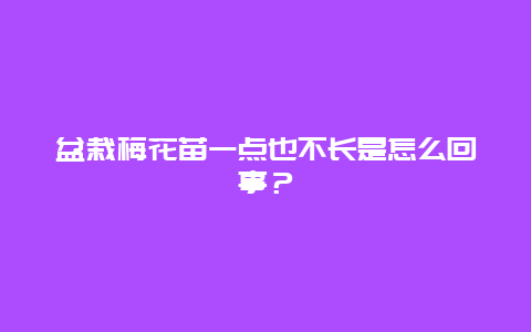 盆栽梅花苗一点也不长是怎么回事？