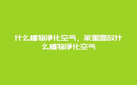 什么植物净化空气，家里面放什么植物净化空气