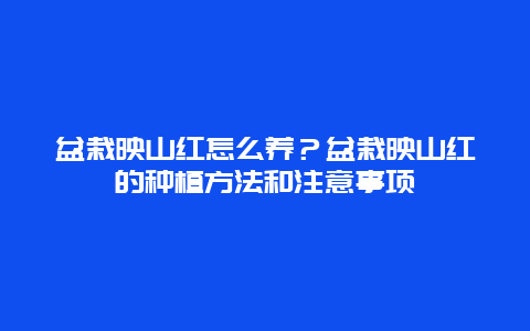 盆栽映山红怎么养？盆栽映山红的种植方法和注意事项