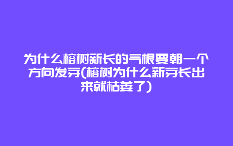 为什么榕树新长的气根要朝一个方向发芽(榕树为什么新芽长出来就枯萎了)