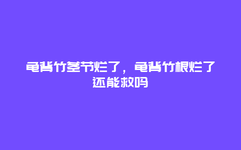 龟背竹茎节烂了，龟背竹根烂了还能救吗