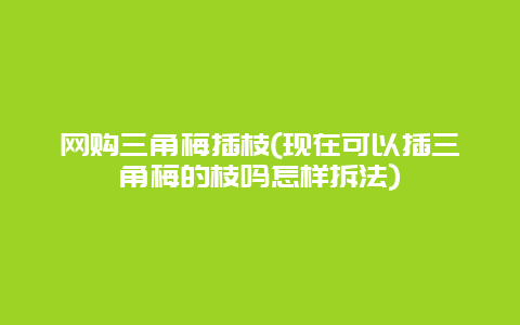 网购三角梅插枝(现在可以插三角梅的枝吗怎样拆法)