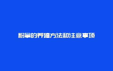 粉掌的养殖方法和注意事项