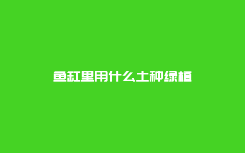 鱼缸里用什么土种绿植