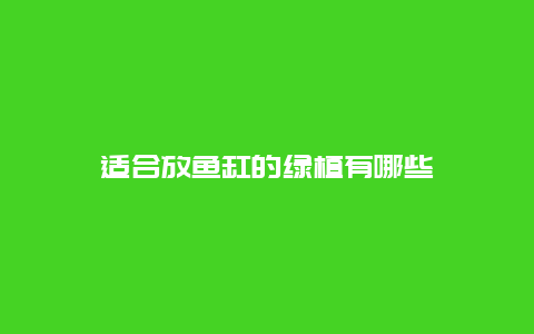 适合放鱼缸的绿植有哪些