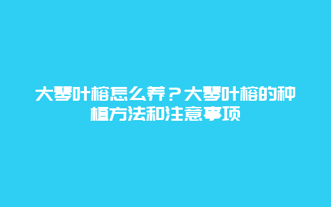 大琴叶榕怎么养？大琴叶榕的种植方法和注意事项