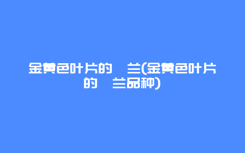 金黄色叶片的蕙兰(金黄色叶片的蕙兰品种)