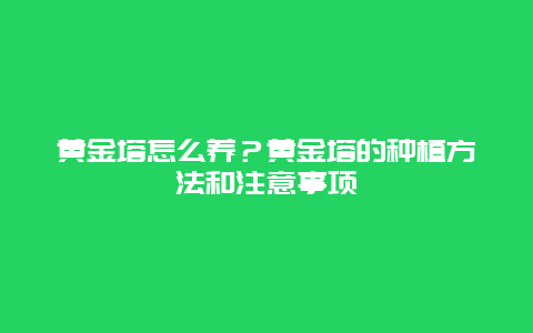 黄金塔怎么养？黄金塔的种植方法和注意事项