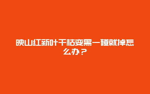 映山红新叶干枯变黑一碰就掉怎么办？