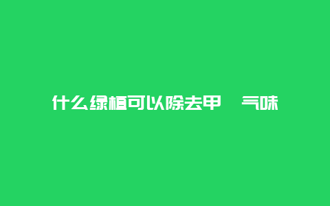 什么绿植可以除去甲醛气味