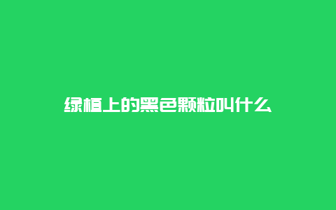 绿植上的黑色颗粒叫什么